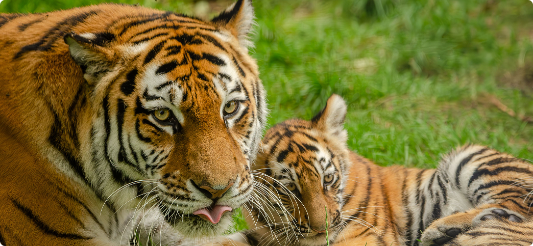 History & Conservation of Tadoba National Park